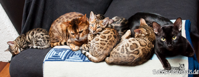 Bengal Liebe